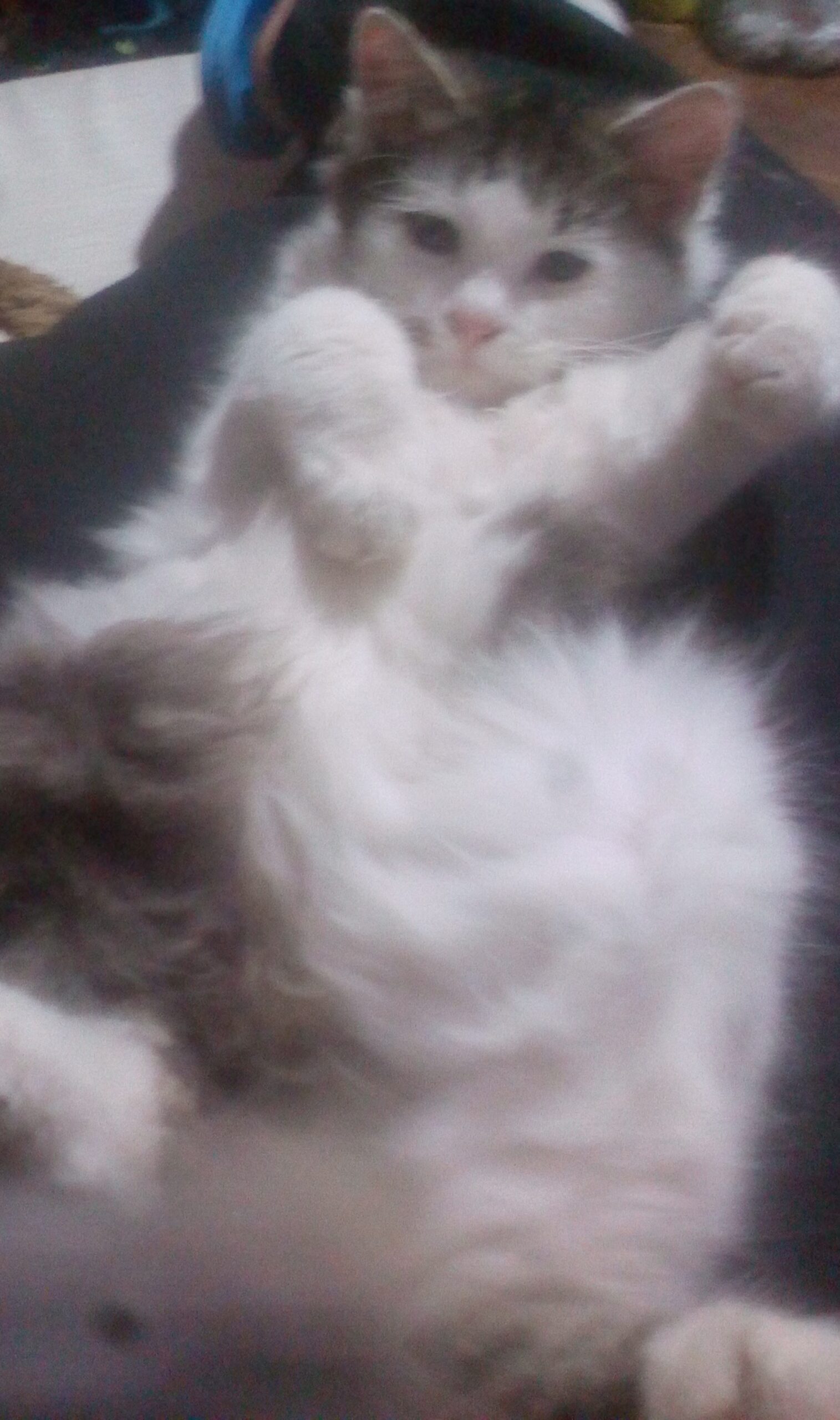 Floki